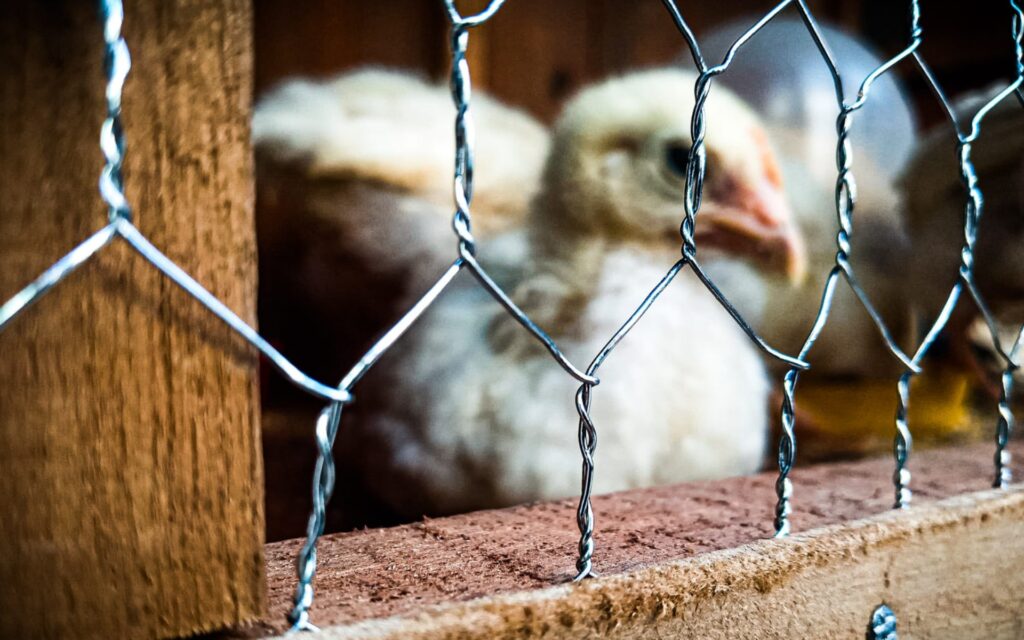 Gallinas-gripe-aviar-rosarioinfo