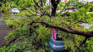 Tormenta-lluvia-arbol-caido-parque-independencia