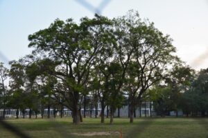 arboles-tala-parque-independencia