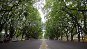 parque-independencia-arboles-tala