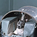 Laika, la perra callejera que fue enviada al espacio y nunca volvió