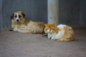 Protectora-animal-rescate-rosario