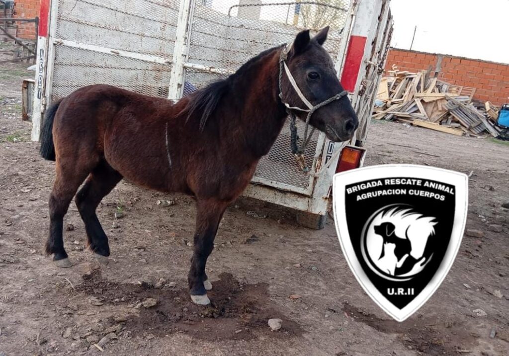 caballos cinchadas